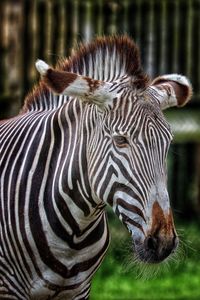 Close-up of zebra