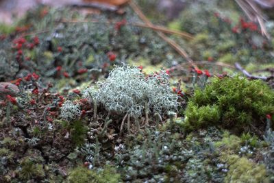 Close-up of plants during winter