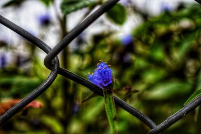 Close-up of purple flower