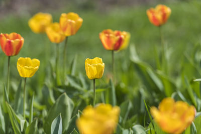 Close-up of yellow flowering plants on field