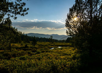 Scenic view of field against sky