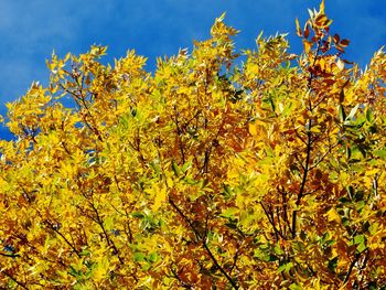 Low angle view of flowers against blue sky