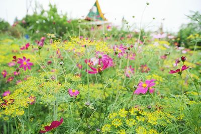 Close-up of pink flowering plants on field