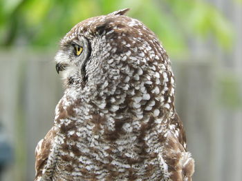 Close-up of a bird