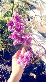 Close-up of flowers against blurred plants