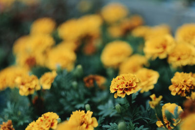 Close-up of yellow flowering plants