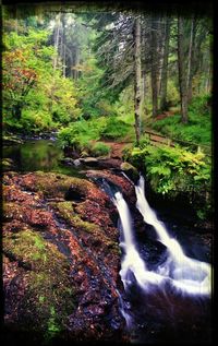 Scenic view of waterfall in forest