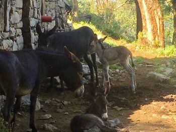 Horses in forest