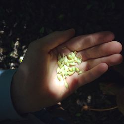 Close-up of hand holding flower