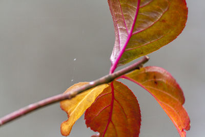 Close-up of wet leaf during autumn