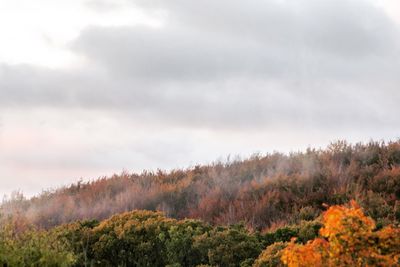 Scenic view of forest against sky during autumn