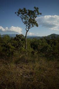 Trees on field against sky
