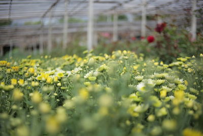 Close-up of yellow flowering plants on field