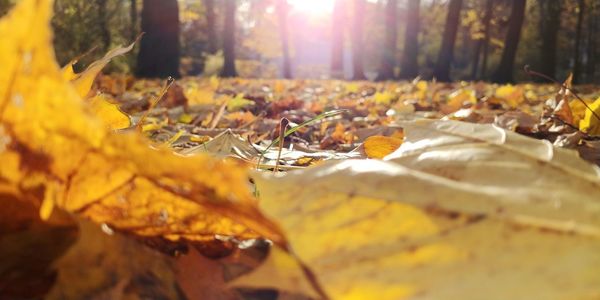 Close-up of yellow maple leaves on land