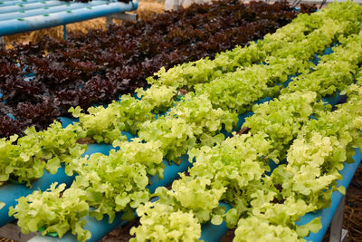 High angle view of vegetables