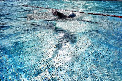 High angle view of turtle swimming in water