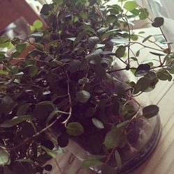 Close-up of potted plant