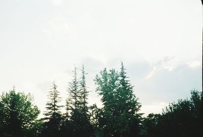 Low angle view of trees in forest against sky