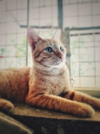 Close-up of a cat looking away at home