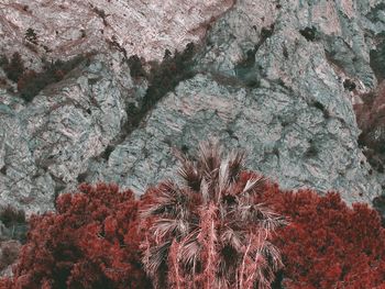 Low angle view of flowering plants by rocks