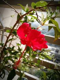 Close-up of red hibiscus blooming outdoors