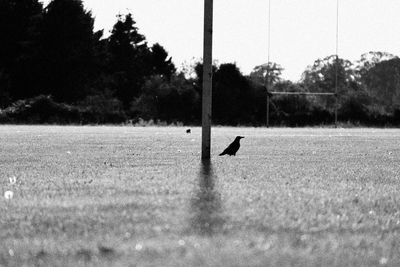 View of bird on field