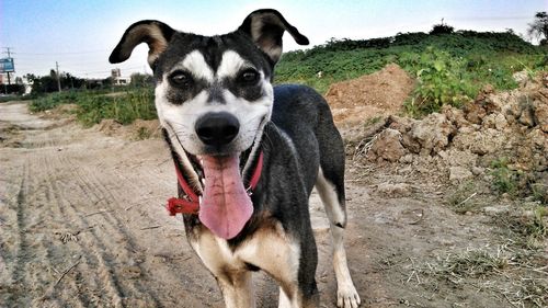 Portrait of dog on field against sky