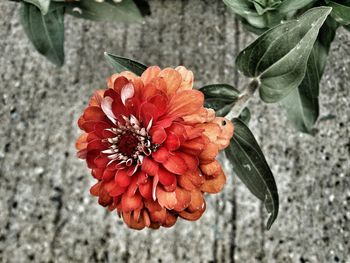 Close-up of red flowers