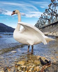 View of bird in lake