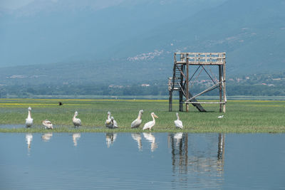 Ducks on a lake