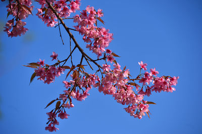Low angle view of cherry blossom against blue sky