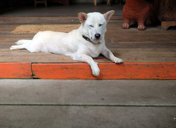 High angle view of dog lying on footpath