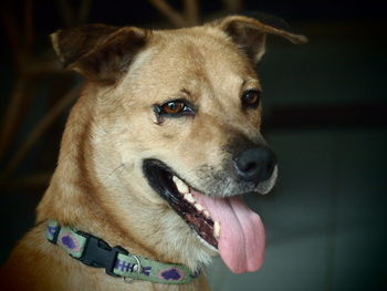 Close-up of a dog