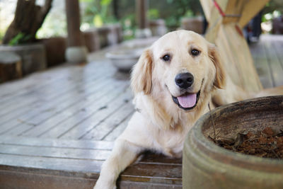 Portrait of golden retriever sitting on porch in back yard