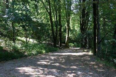 Footpath amidst trees in forest