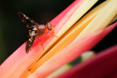 Close-up of fruitfly on plant