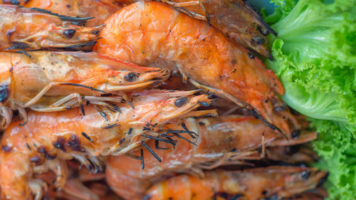 High angle view of fish in container