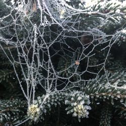 Close-up of frozen plant