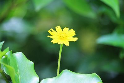 Close-up of yellow flowering plant
