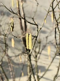 Close-up of flowering plant