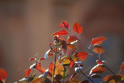 Close-up of red flowers growing on plant