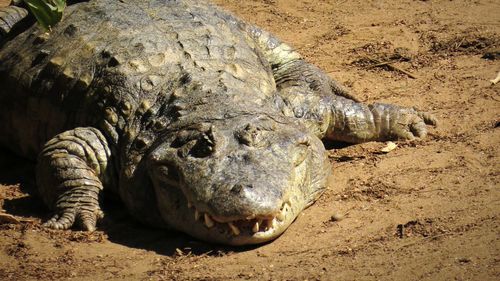 Close-up of animal on field