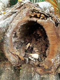 High angle view of tree trunk