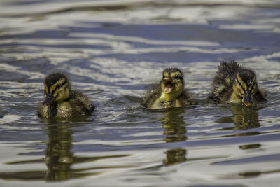 Duck swimming in lake