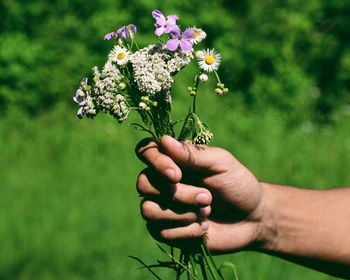 Close-up of hand holding flower in field