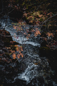 River flowing through forest