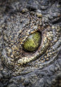 Full frame shot of lizard