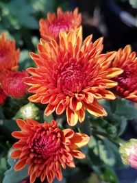 Close-up of red flowering plant