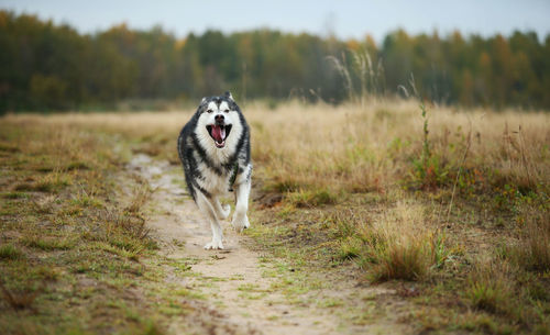 Dog running in field