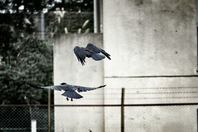 Crows flying in city